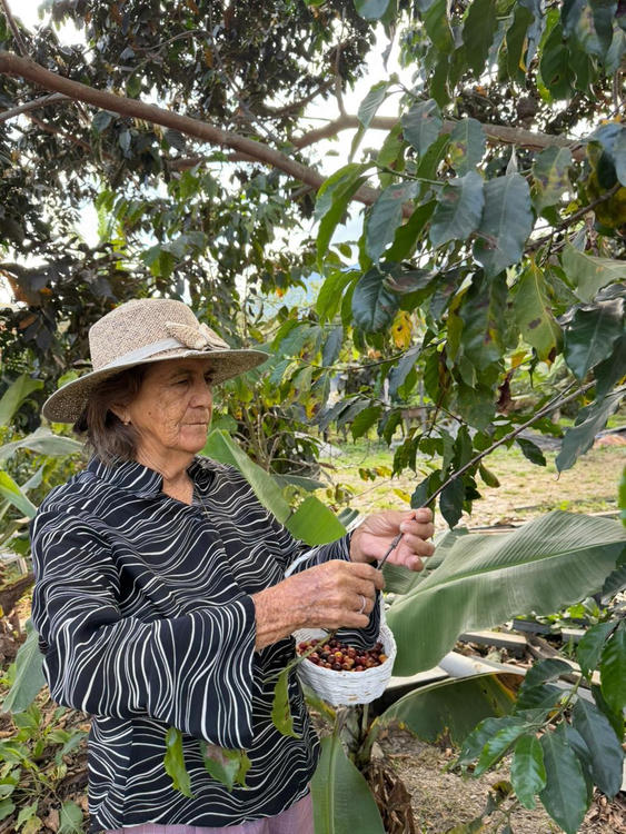 Typica Mejorado