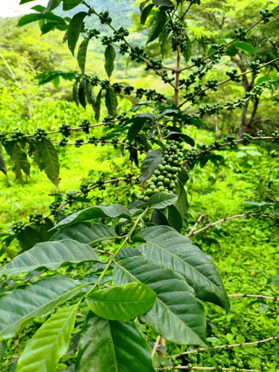 Typica National Washed Anaerobic