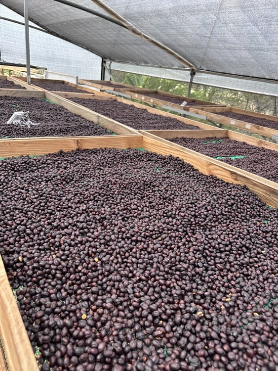 Catucai