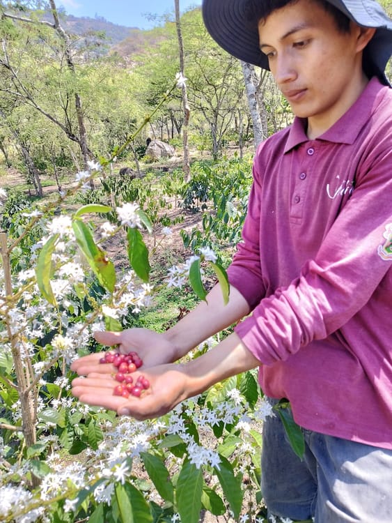 Typica National Washed Anaerobic