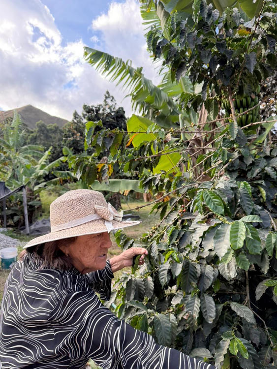 Typica National