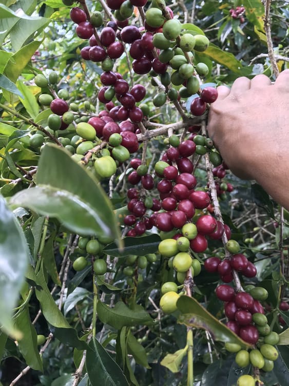 Catucai