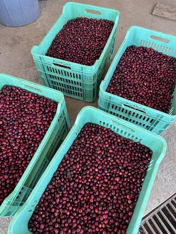 Catucai