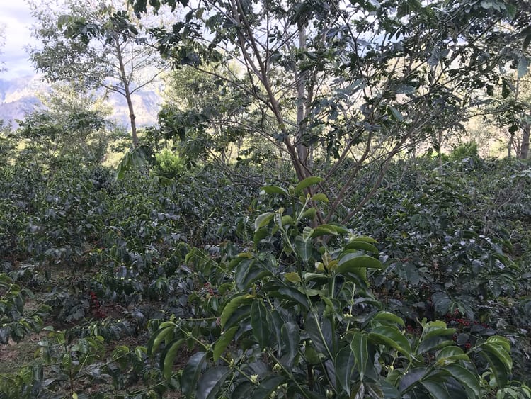 Catucai
